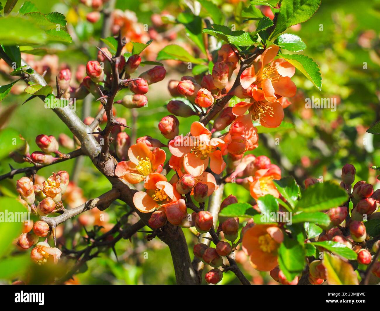 Chaenomeles × superba, ou Orange Trail Blossoms. Branche de Chaenomeles speciosa, avec des fleurs orange-jaune, très douées. Coing japonais coloré. Banque D'Images