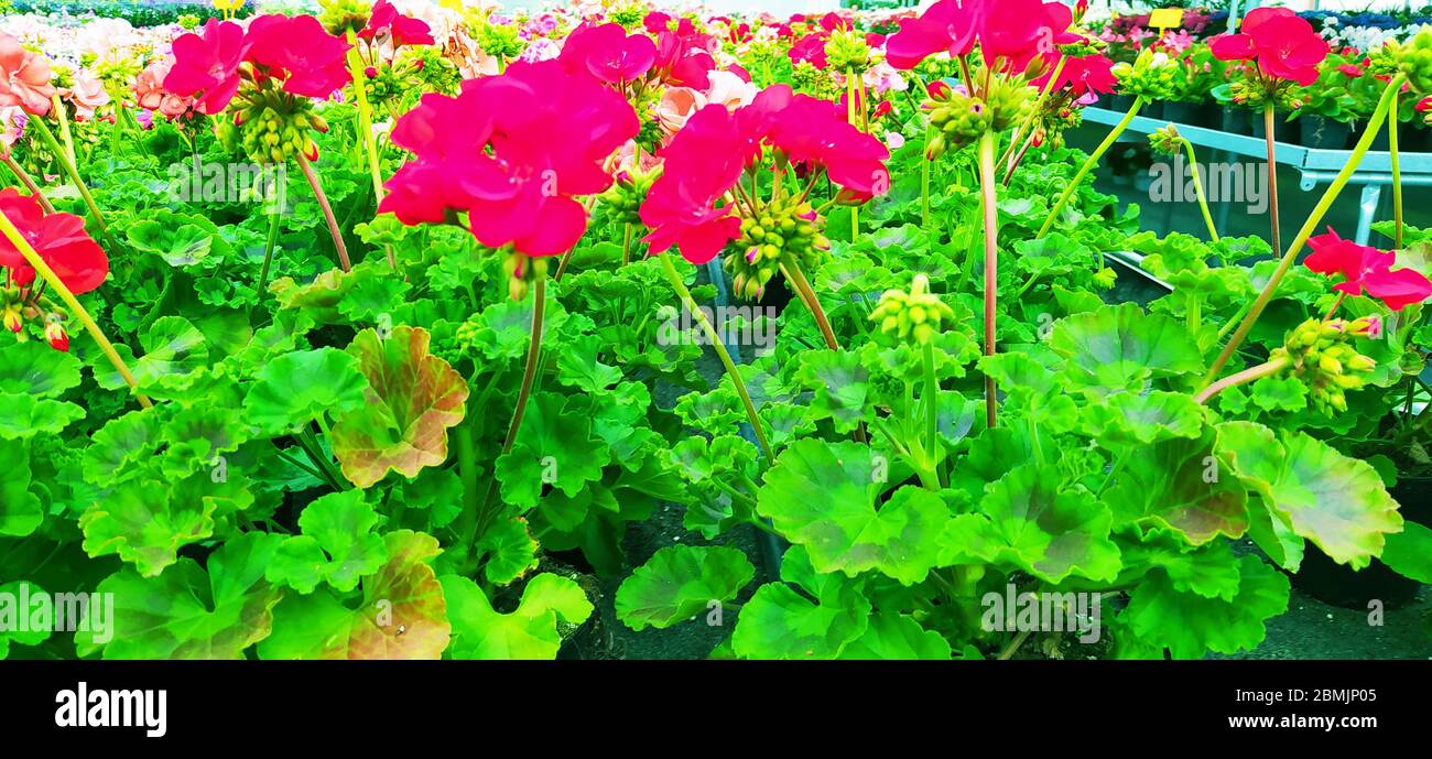 plantes à fleurs de géraniums vert vif et violet et fuchsia colorées dans un jardin de serre Banque D'Images