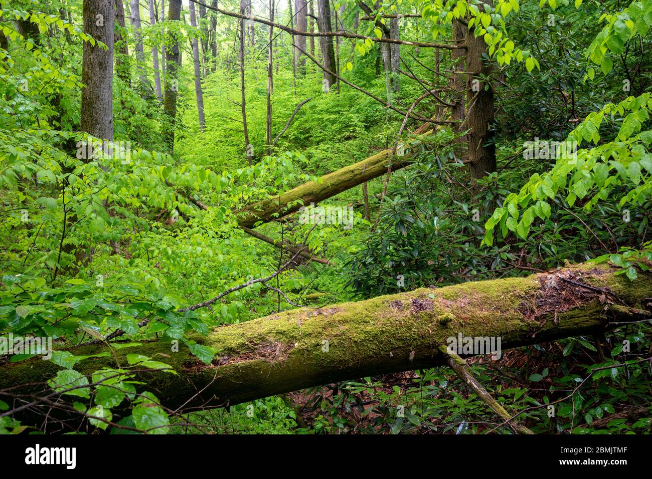 Paysage forestier verdoyant sur le sentier du versant nord - Forêt nationale de Pisgah, Brevard, Caroline du Nord, États-Unis Banque D'Images