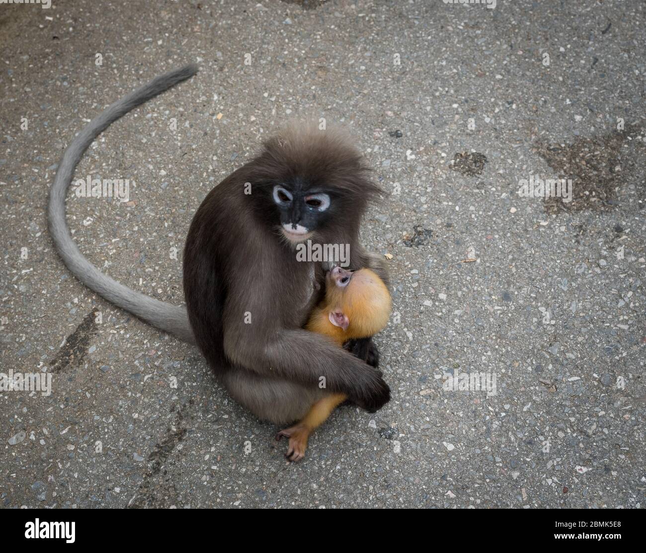 Mère assise sur le trottoir avec bébé orange dincky singe sur ses genoux à Khoa Lommuak Banque D'Images