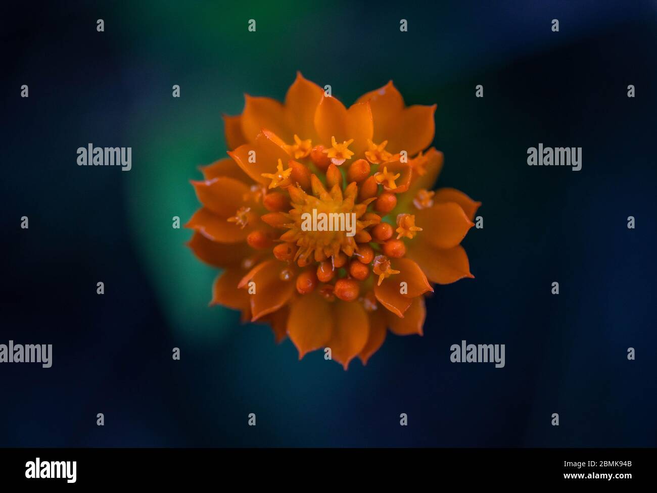 Fleurs Macro vif Sony A7RIII Banque D'Images