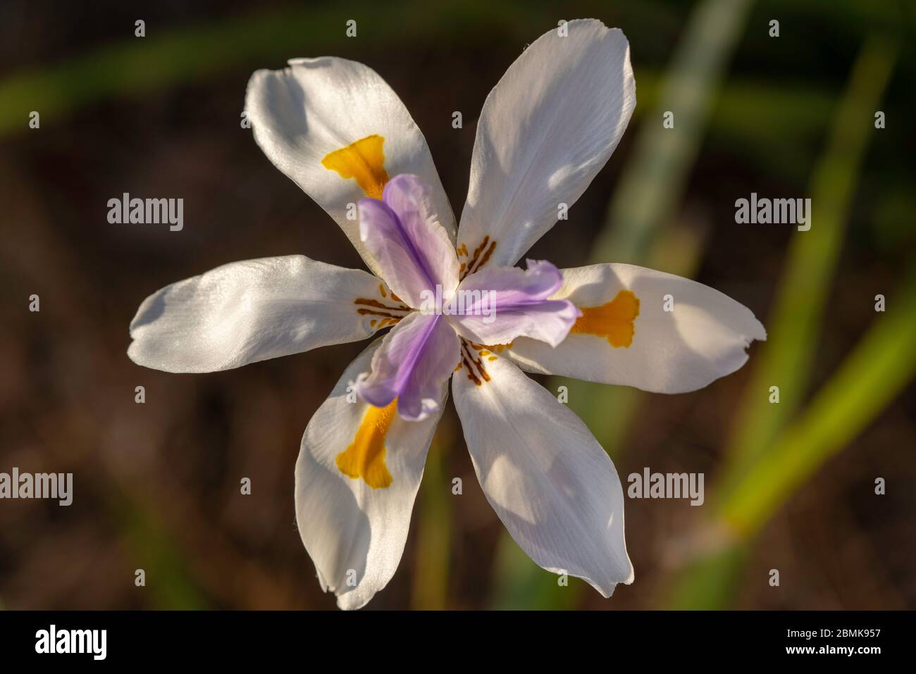 Fleurs Macro vif Sony A7RIII Banque D'Images
