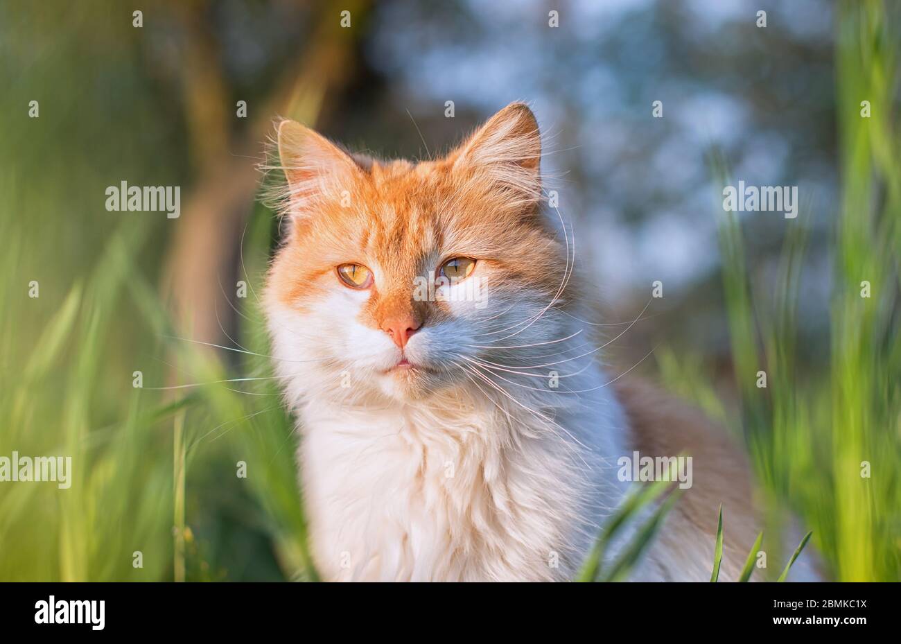 Chat orange et blanc regardant dans la distance avec l'herbe et les arbres flous dans le fond Banque D'Images