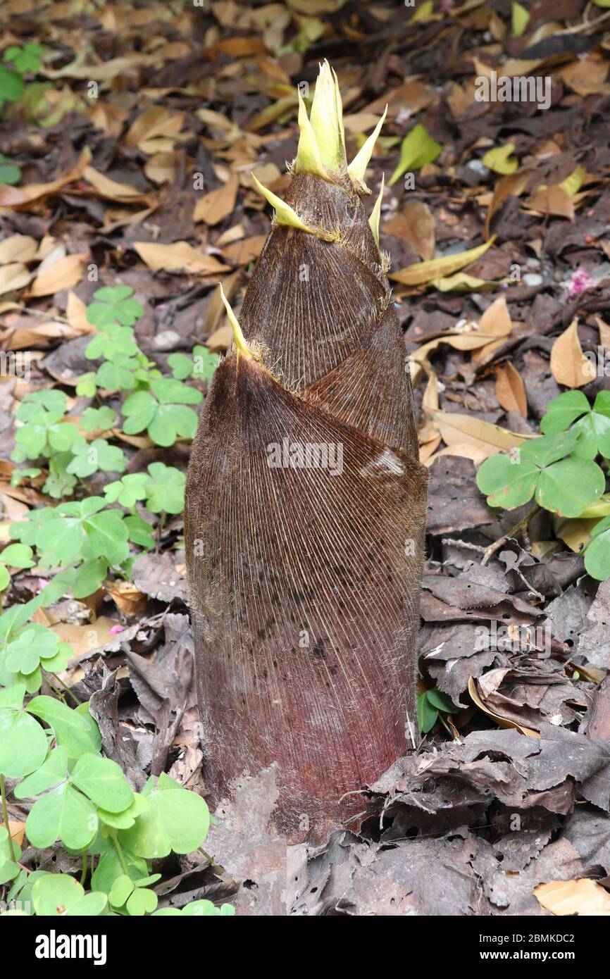 Le bambou comestible pousse dans la forêt Banque D'Images