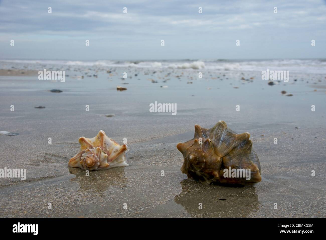 Shell sur la plage dans la réserve du patrimoine de plantation de Botany Bay et la zone de gestion de la faune sur l'île d'Edisto en Caroline du Sud, États-Unis Banque D'Images