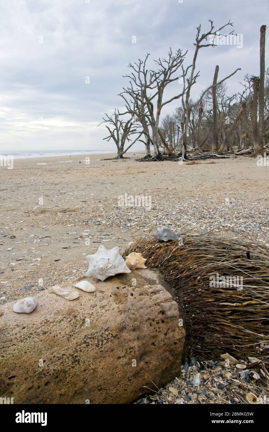 Shell sur la plage dans la réserve du patrimoine de plantation de Botany Bay et la zone de gestion de la faune sur l'île d'Edisto en Caroline du Sud, États-Unis Banque D'Images