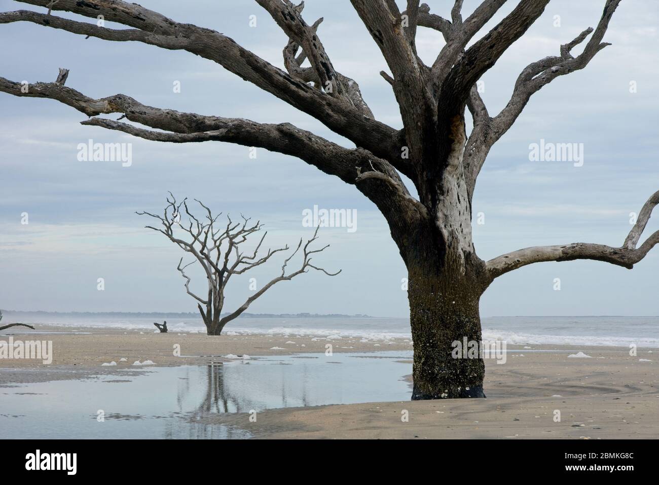 Arbres sur la plage dans la réserve du patrimoine de plantation de Botany Bay et la zone de gestion de la faune sur l'île d'Edisto en Caroline du Sud, États-Unis Banque D'Images