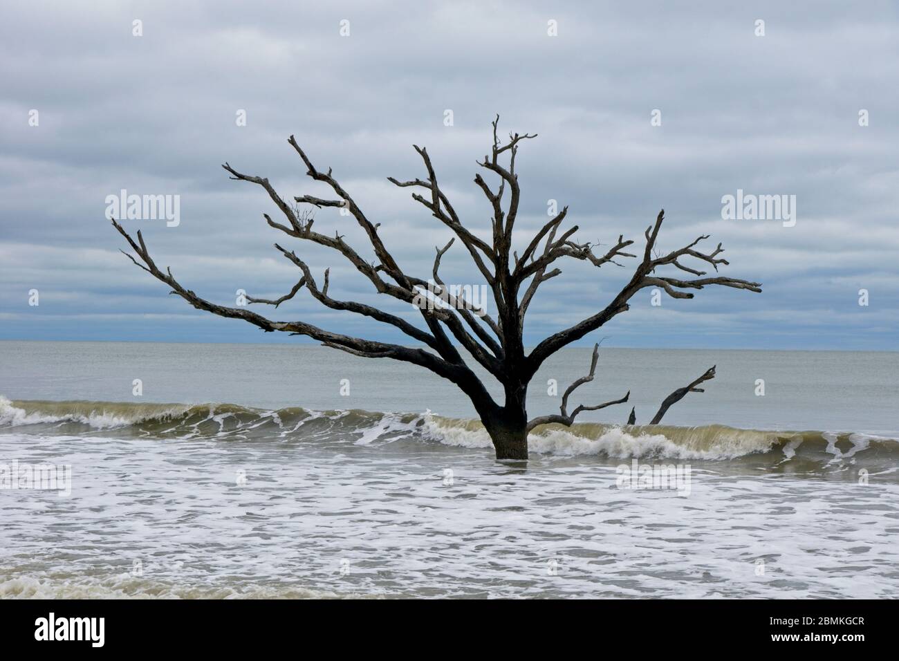 Arbres morts en mer dans la réserve du patrimoine de plantation de Botany Bay et la zone de gestion de la faune sur l'île d'Edisto en Caroline du Sud, États-Unis Banque D'Images