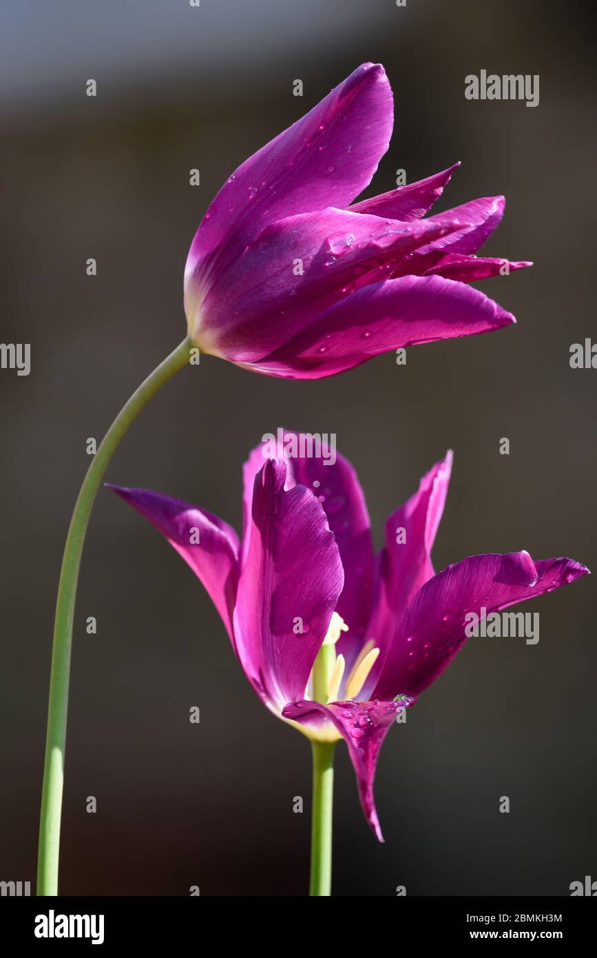 Une paire de tulipes violettes dont l'une est pliée Banque D'Images