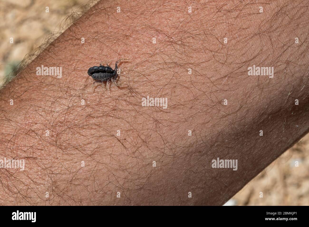 Orthochirus scrobiculosus negebensis scorpion nain à queue grasse rampant parmi les poils d'un bras d'homme près de la mitspe ramon en israël Banque D'Images