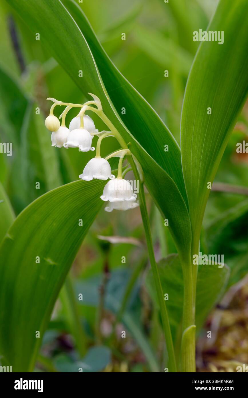 Lily-of-the-Valley - Convallaria majalis fleurs blanches dans les bois des Cotswold Banque D'Images