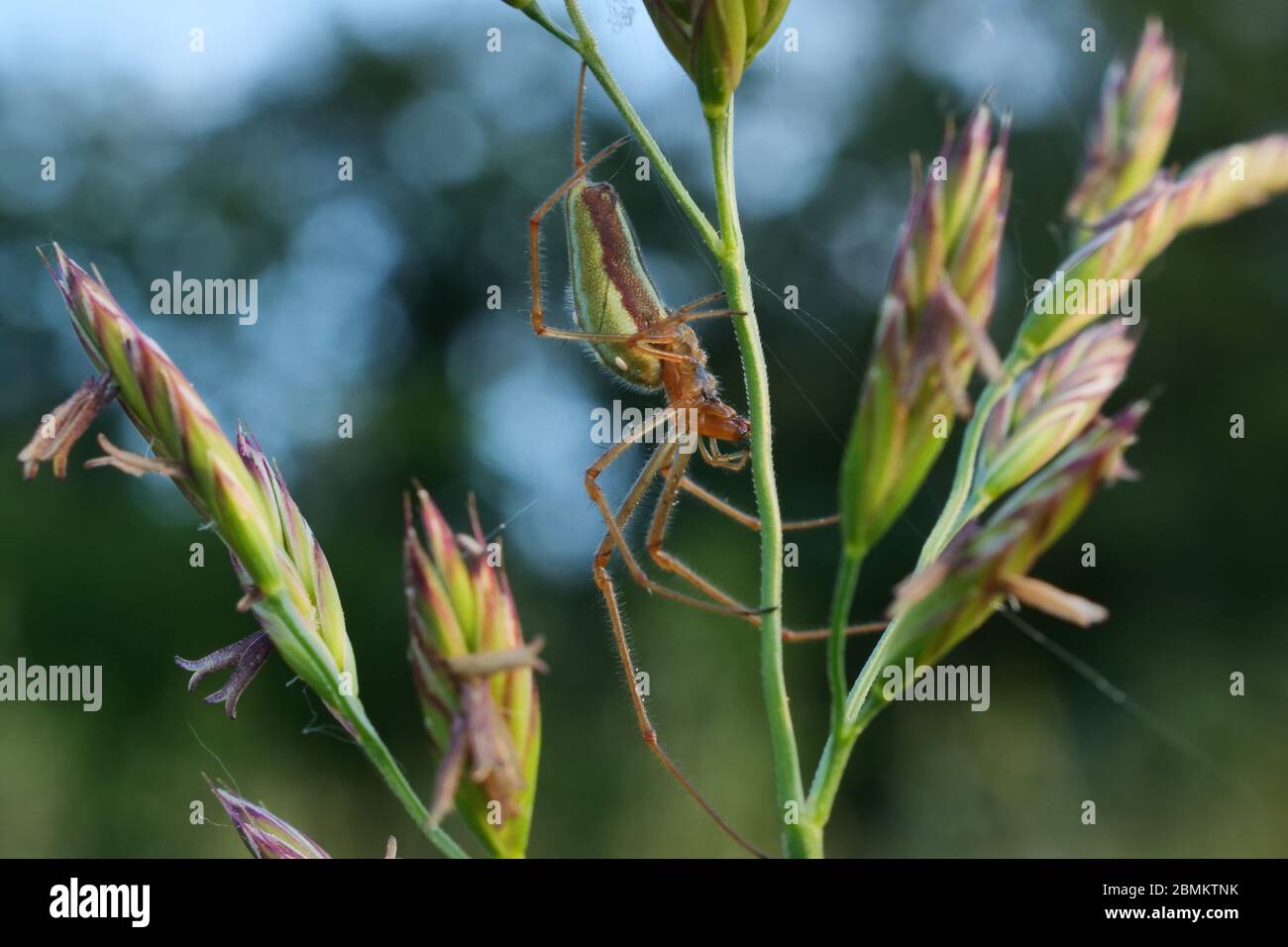 Une petite araignée sur fleur dans le parc Brembo, Dalmine, Lombardie, Italie Banque D'Images