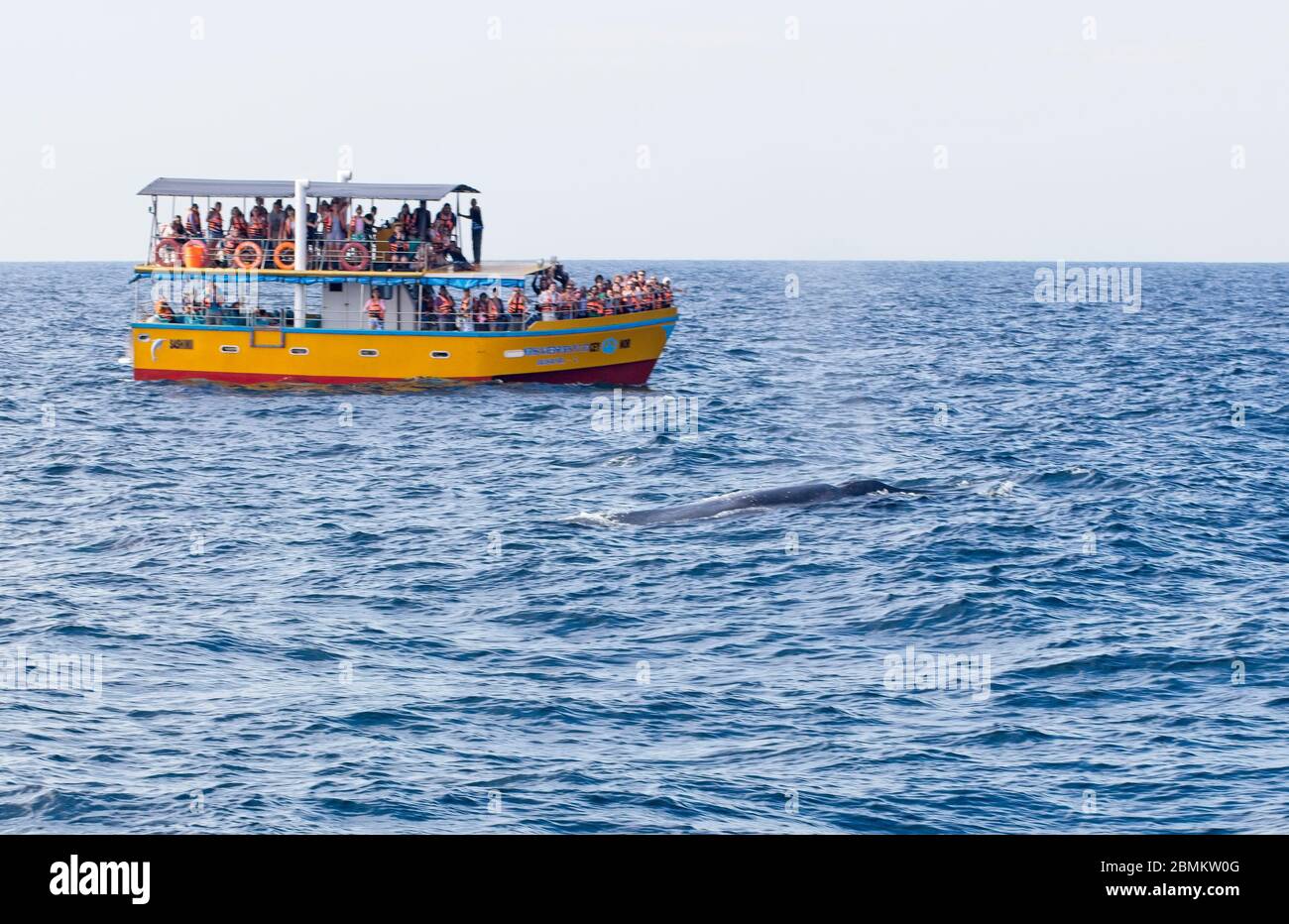 Une baleine bleue (Balaenoptera musculus) est située à côté d'un bateau touristique au large de Mirissa, dans le sud du Sri Lanka. Banque D'Images