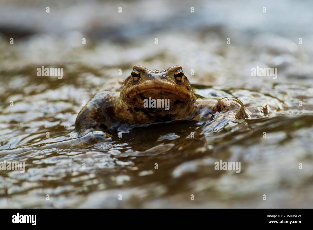 Toad européen commun - Bufo bufo, grande grenouille des rivières et lacs européens, Zlin, République tchèque. Banque D'Images