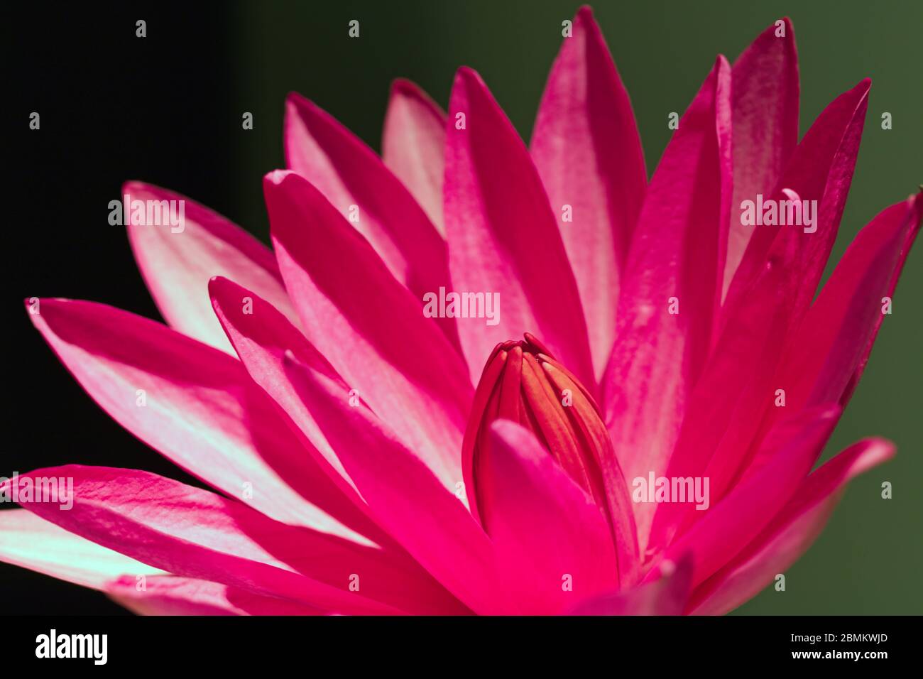 Le nénuphars (Nymphaea nouchali), la fleur nationale du Sri Lanka. Banque D'Images