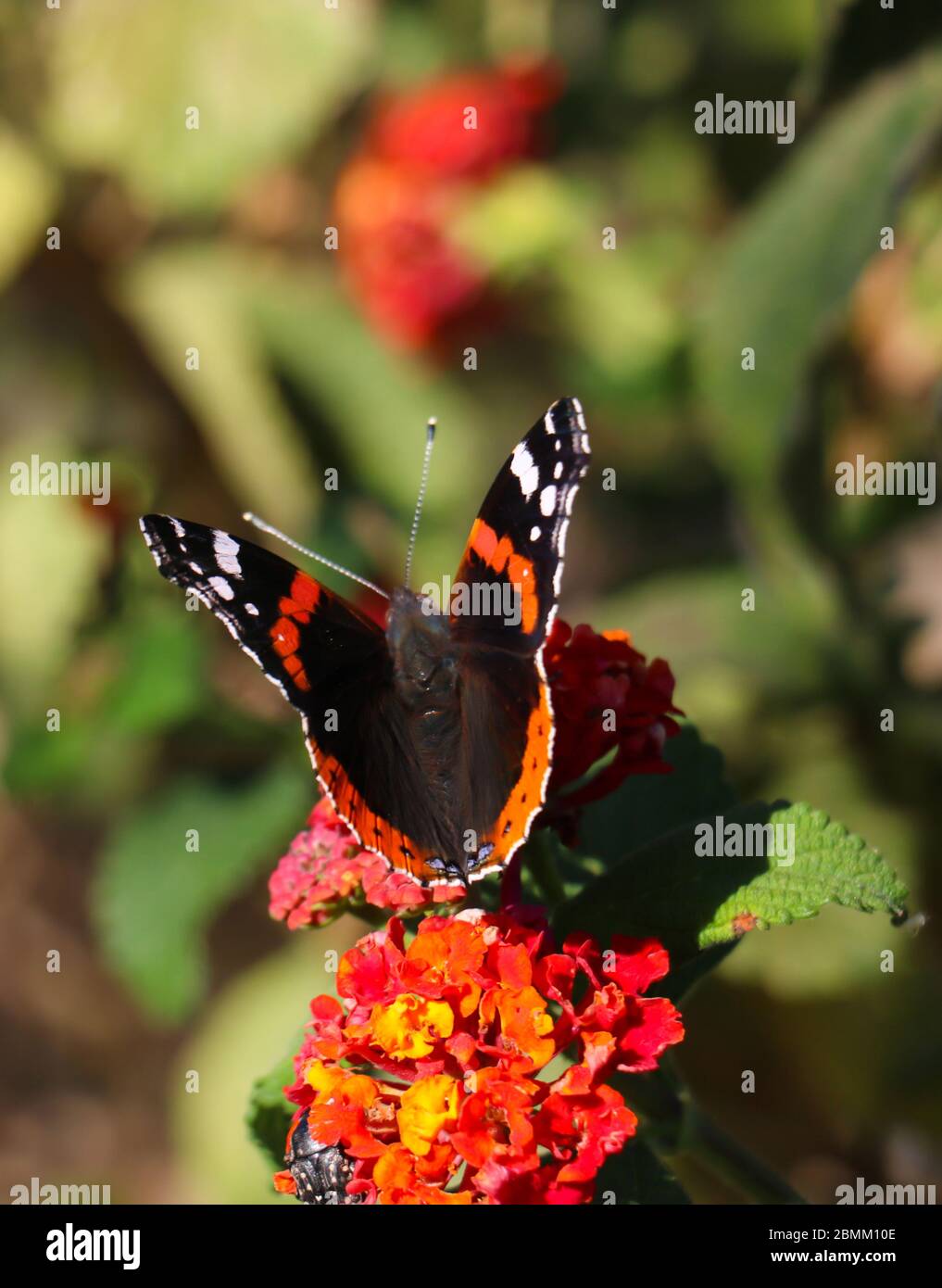 Papillon rouge amiral avec ailes noires, bandes orange et taches blanches pollinisant la fleur rouge et jaune. Flou vert nature arrière-plan, portrai vertical Banque D'Images