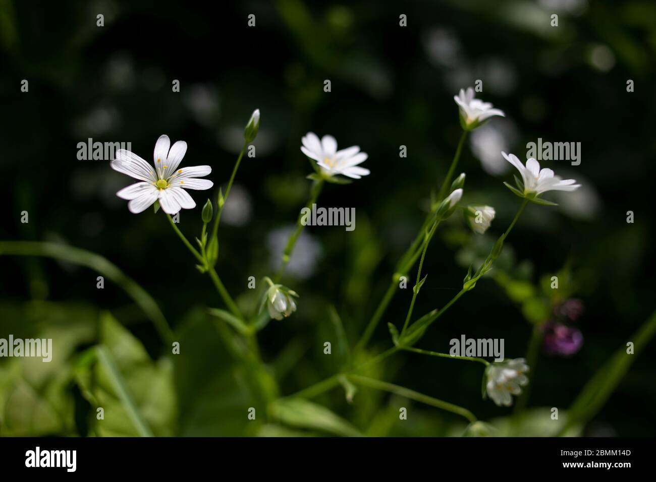 Fleurs sauvages dans la campagne britannique. Banque D'Images