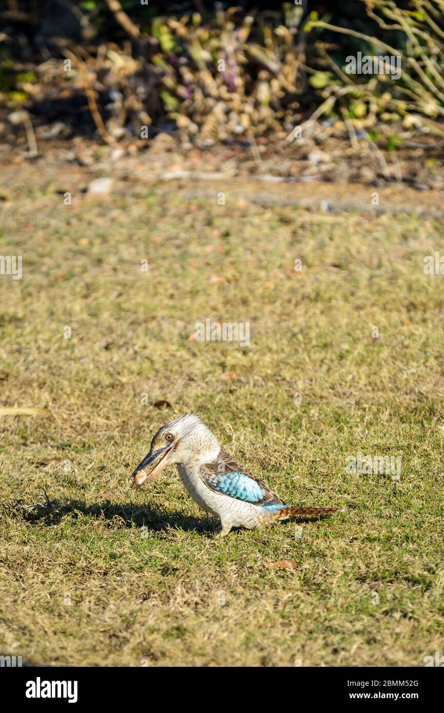 Kookaburra à ailes bleues, le plus grand kingfisher, debout sur une parcelle herbeuse sous le soleil de l'après-midi avec un délicieux morsel dans son bec de Townsville, Queensland. Banque D'Images