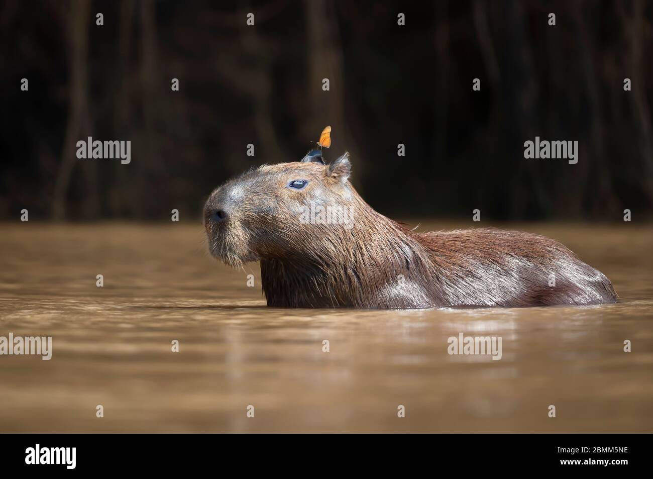Gros plan d'un Capybara dans l'eau avec un papillon sur la tête, Pantanal Sud, Brésil. Banque D'Images