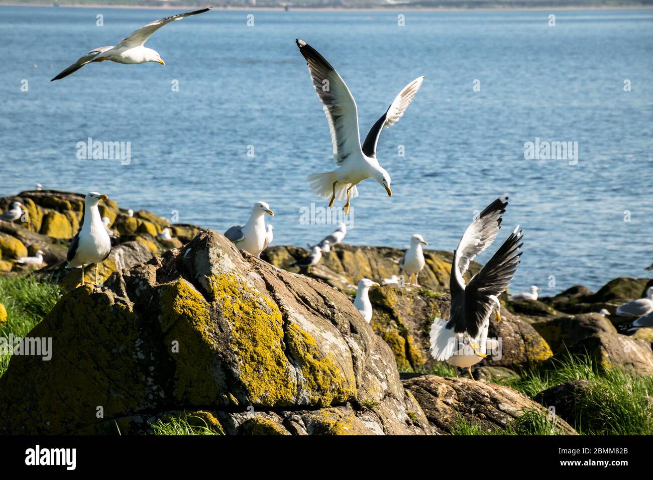 Moins de goélands à dos noir (Larus fuscus) voler à la terre sur les rochers entre autres goélands dans une colonie d'oiseaux marins de l'île Banque D'Images