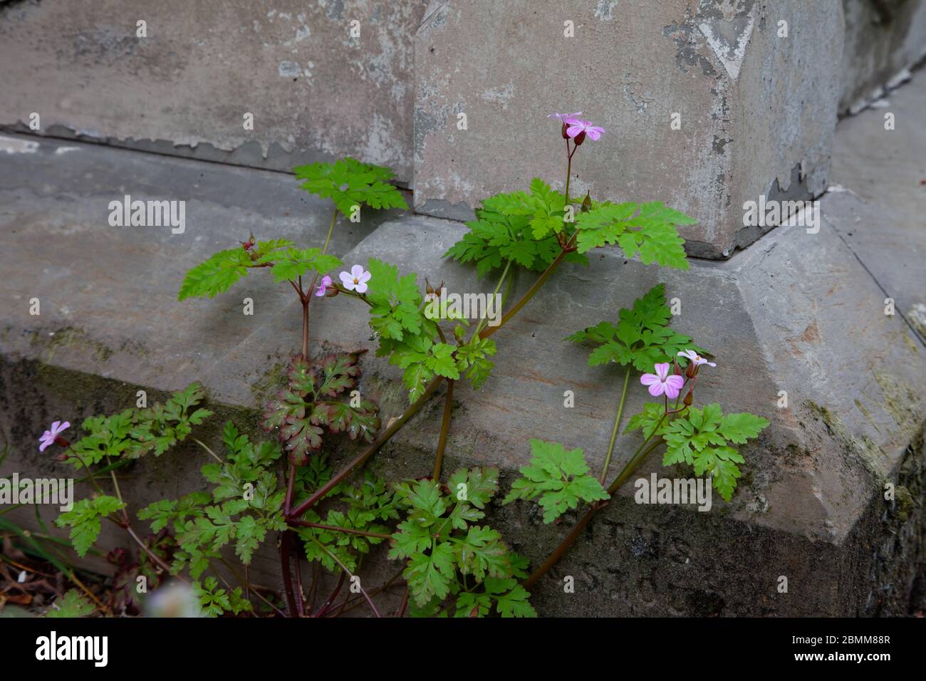 Herbe Robert, Geranium robertianum, croissant par la vieille pierre d'entête dans le cimetière. West Midlands. ROYAUME-UNI Banque D'Images