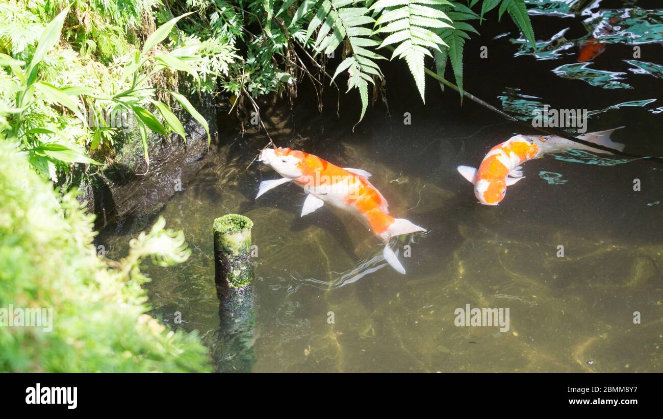 Carpe colorée ou koï dans le jardin des étangs. Mise au point sélective Banque D'Images