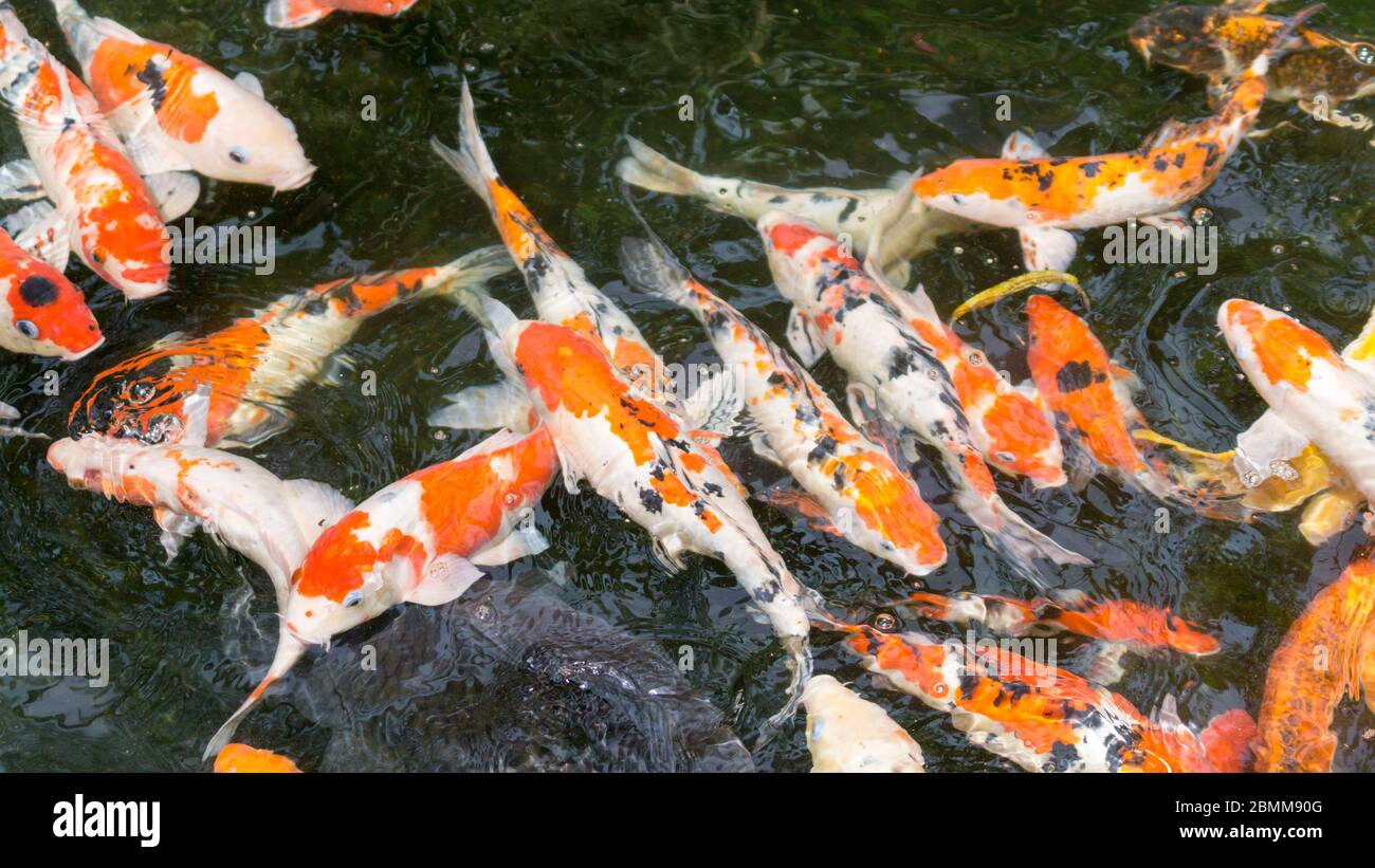 Carpe colorée ou koï dans le jardin des étangs. Mise au point sélective Banque D'Images