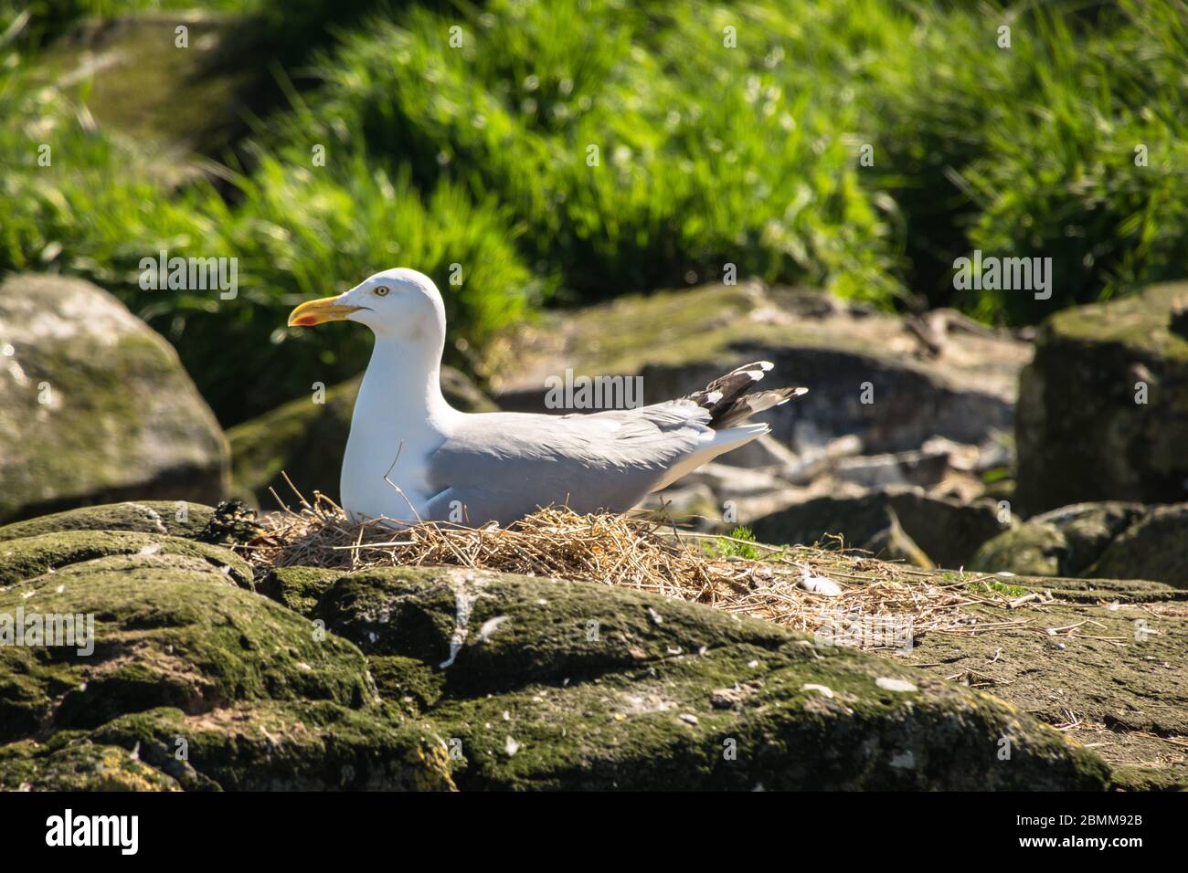 Un Goéland à harengs en incubation (Larus argentatus), bien serré sur un nid sur une côte rocheuse, Lady Isle, Écosse, Royaume-Uni Banque D'Images