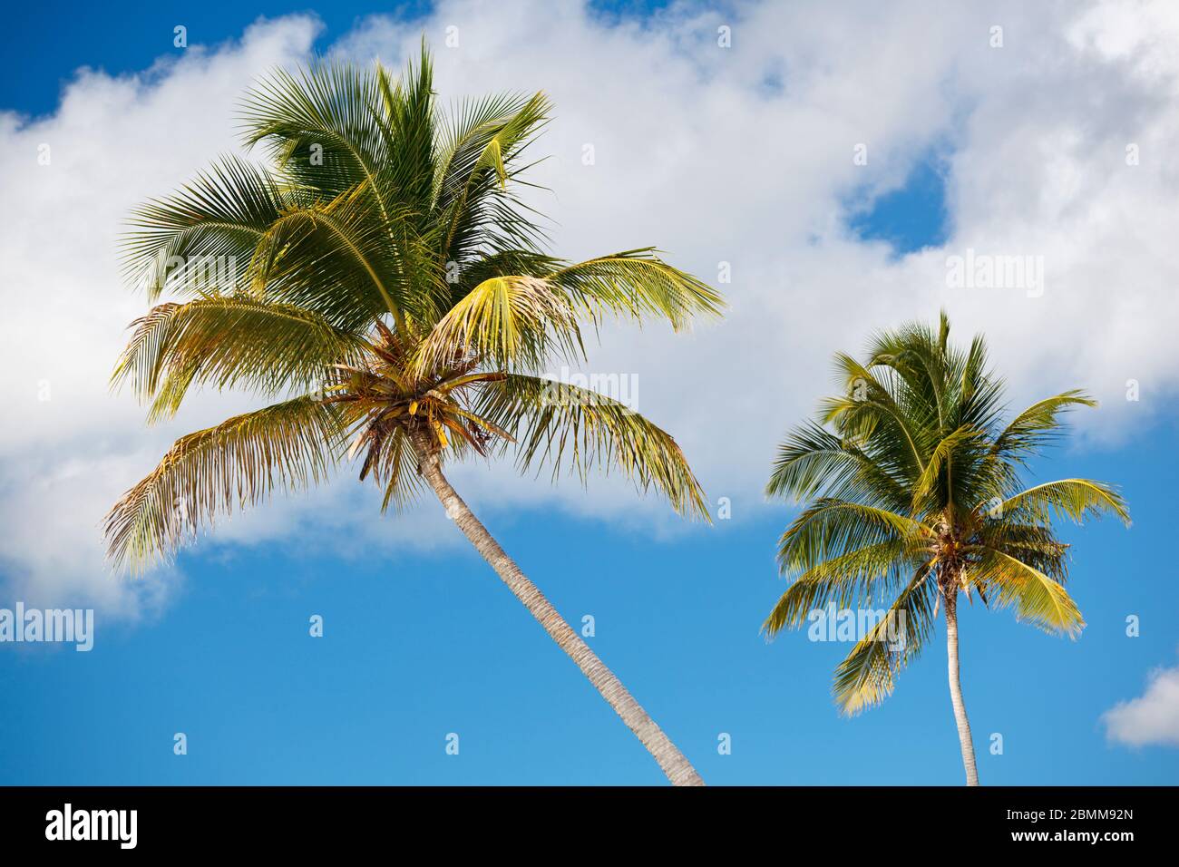 Deux palmiers à noix de coco devant le ciel bleu. Banque D'Images