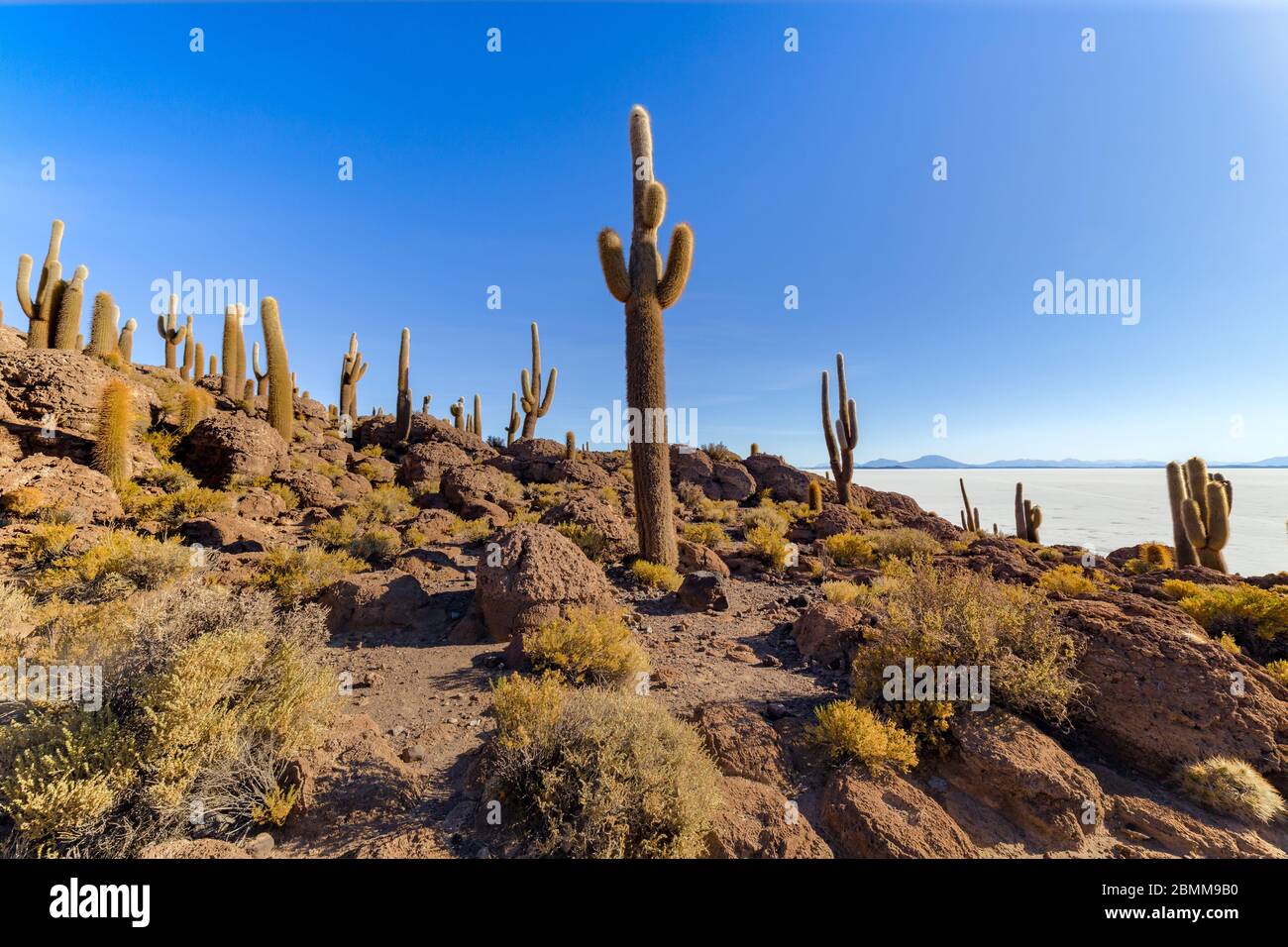 Île d'Incahuasi (île de Cactus) située sur Salar de Uyuni, la plus grande surface de sel au monde, en Bolivie Banque D'Images