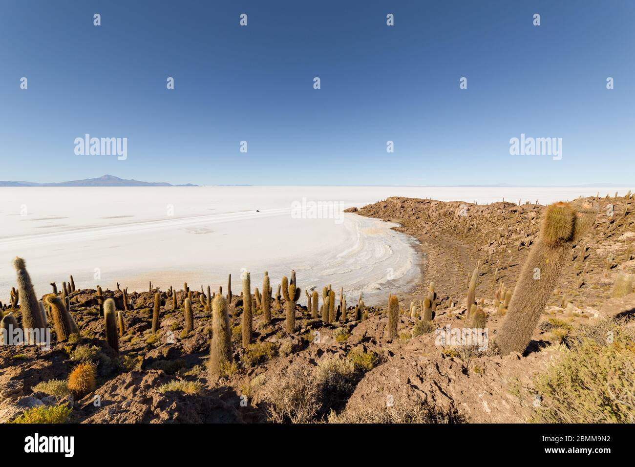 Île d'Incahuasi (île de Cactus) située sur Salar de Uyuni, la plus grande surface de sel au monde, en Bolivie Banque D'Images