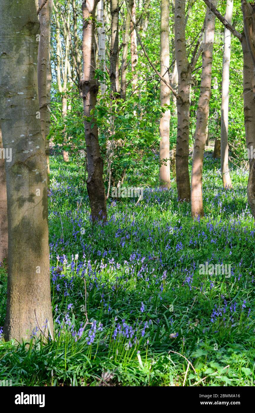 Les cloches fleurissent sur le sol de la forêt à Bredon, Worcestershire, Angleterre, Royaume-Uni Banque D'Images