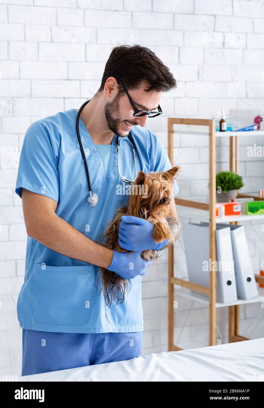 Concept de soins aux animaux. Un médecin vétérinaire heureux tenant un terrier du Yorkshire mignon dans une clinique Banque D'Images