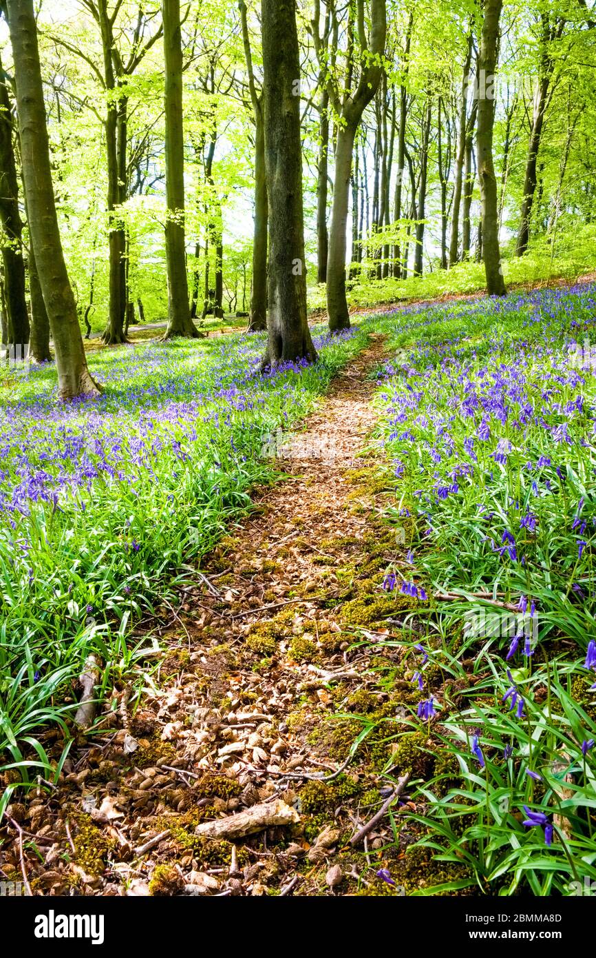 Un chemin à travers Bluebells dans Corbar Woods, Buxton, Derbyshire, Royaume-Uni Banque D'Images