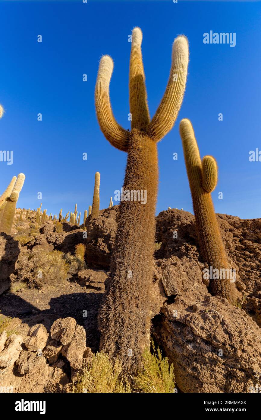Île d'Incahuasi (île de Cactus) située sur Salar de Uyuni, la plus grande surface de sel au monde, en Bolivie Banque D'Images