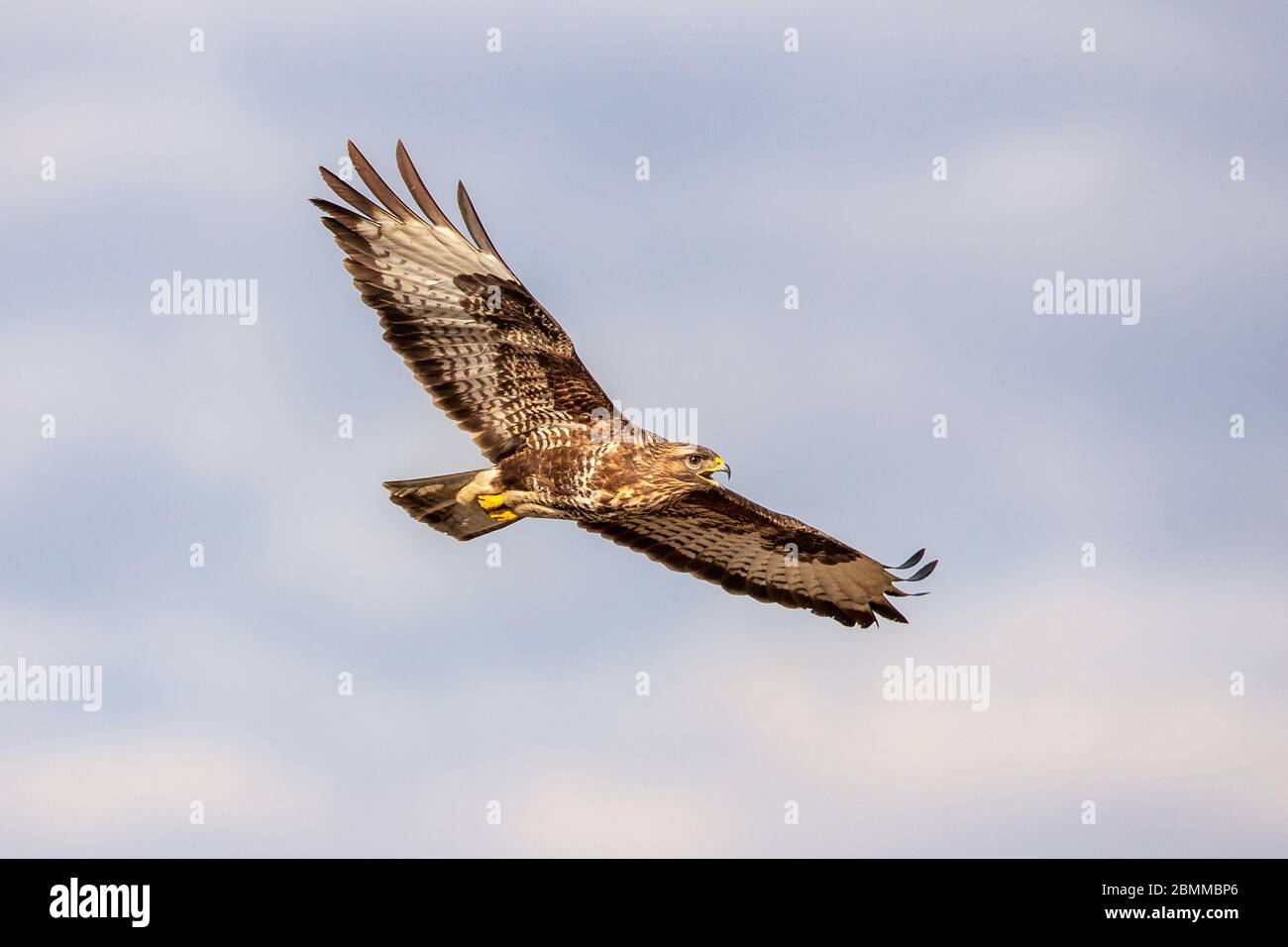 Buzzard commun (Buteo buteo) en vol contre le ciel bleu et les nuages moelleux Banque D'Images