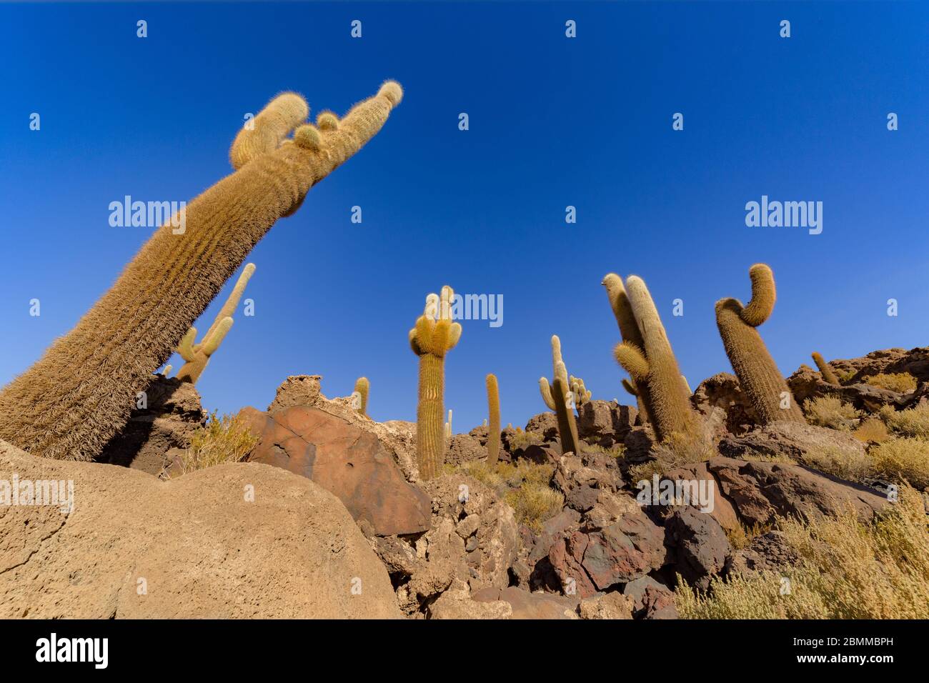 Île d'Incahuasi (île de Cactus) située sur Salar de Uyuni, la plus grande surface de sel au monde, en Bolivie Banque D'Images