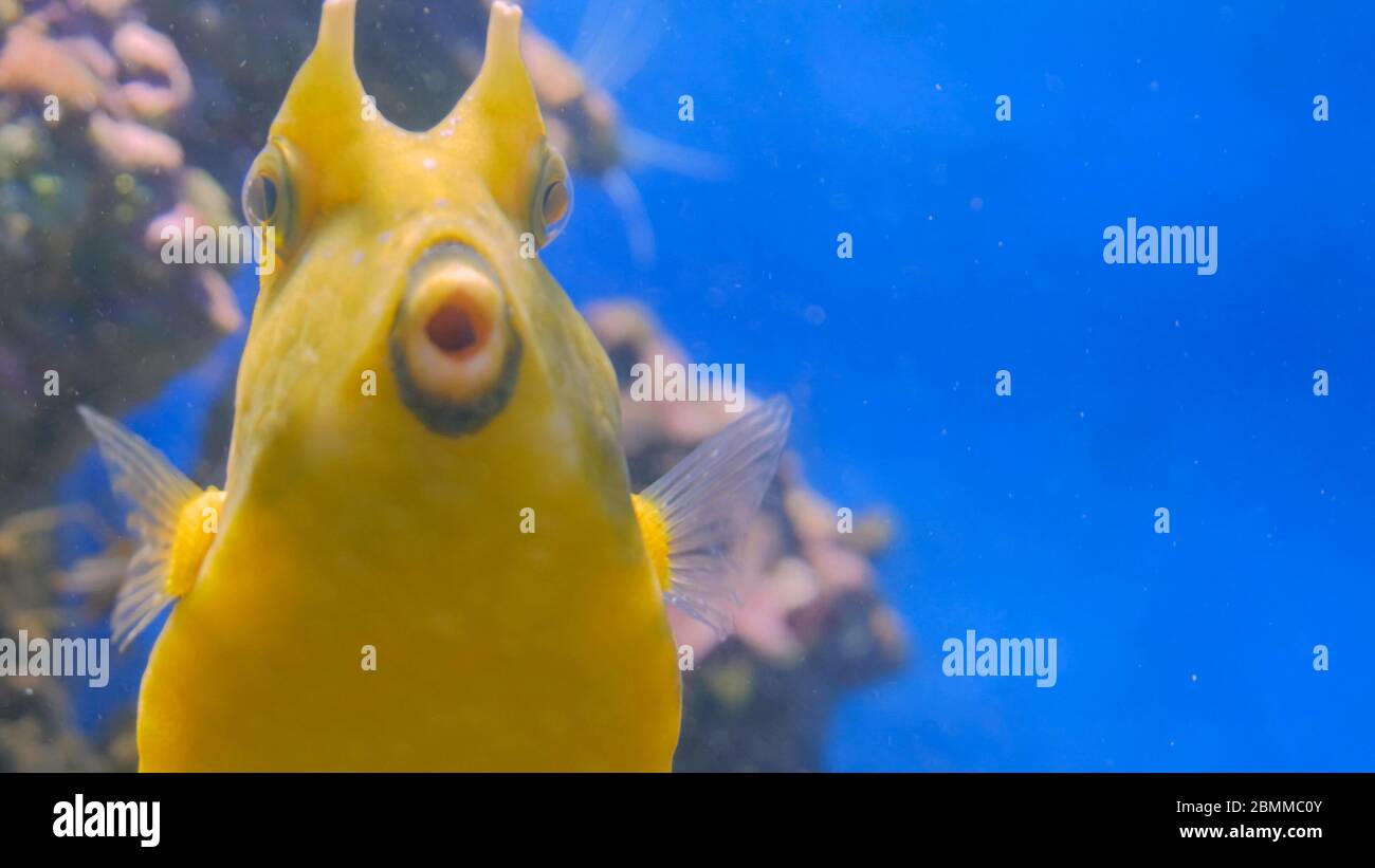 Gros plan de poisson drôle jaune près de coraux dans l'aquarium. Les animaux et la nature concept Banque D'Images