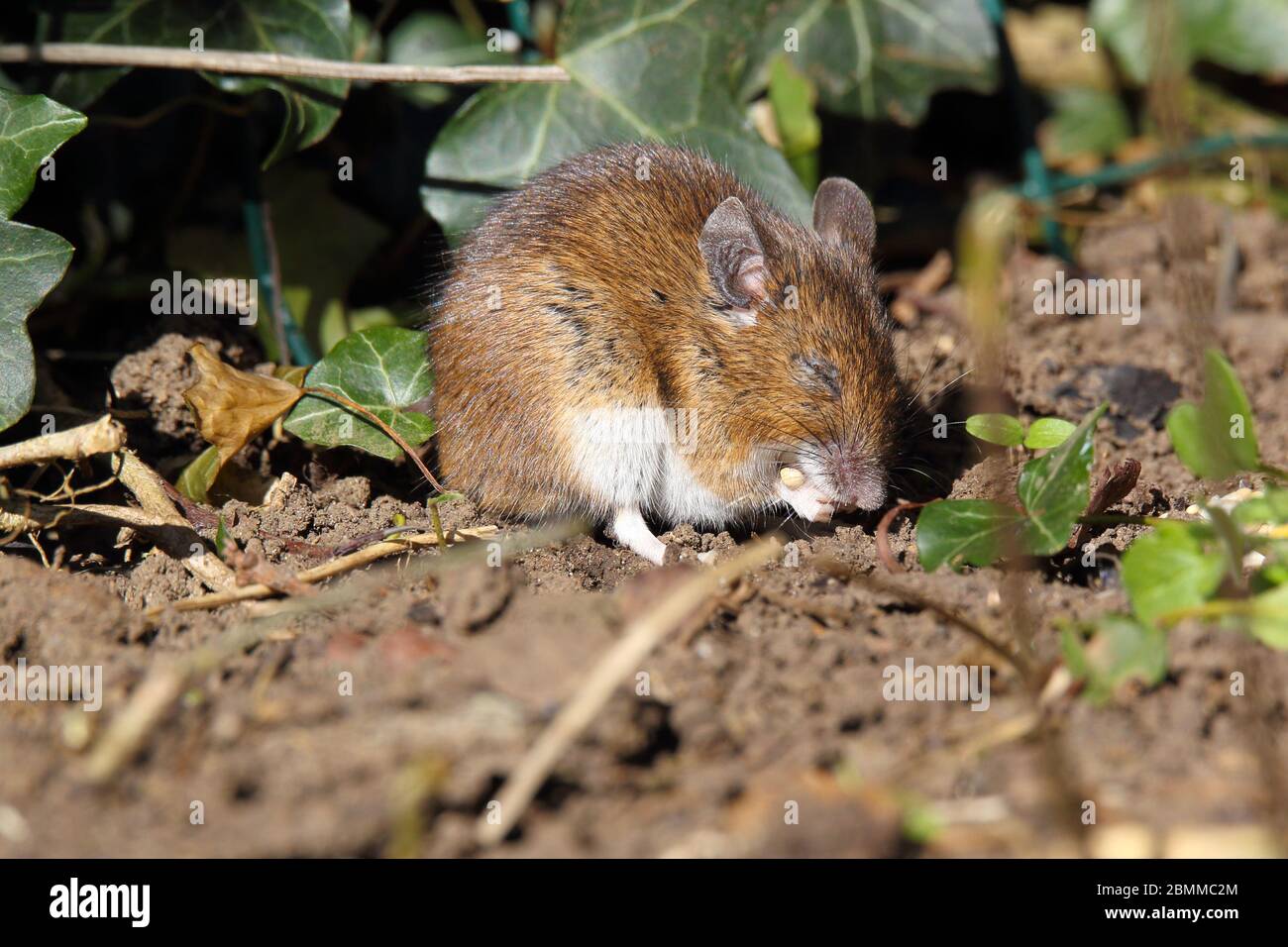 Souris en bois , souris de champ Apodemus sylvaticus Banque D'Images