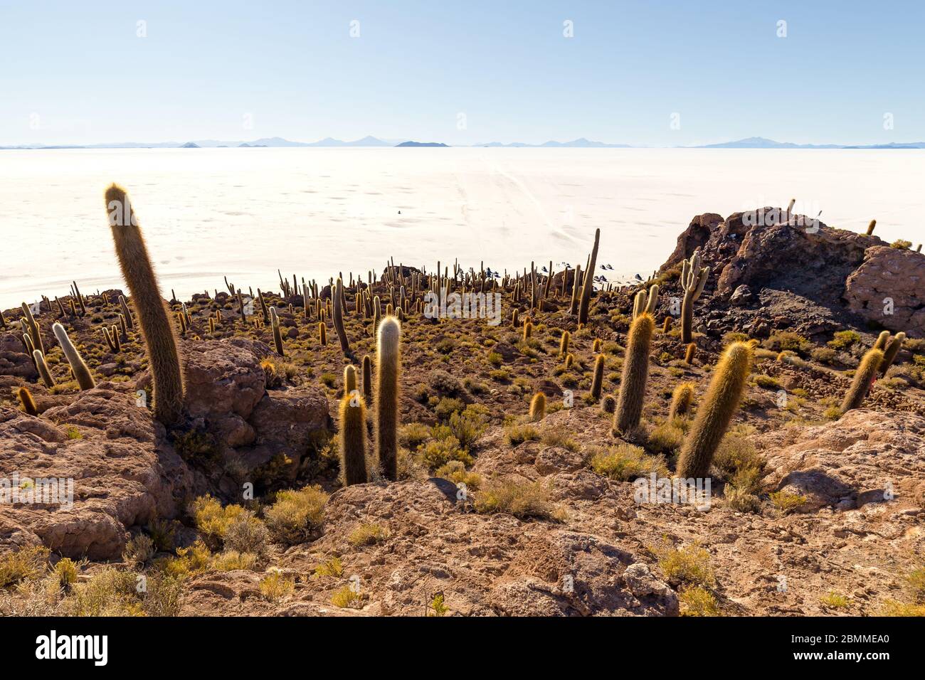 Île d'Incahuasi (île de Cactus) située sur Salar de Uyuni, la plus grande surface de sel au monde, en Bolivie Banque D'Images