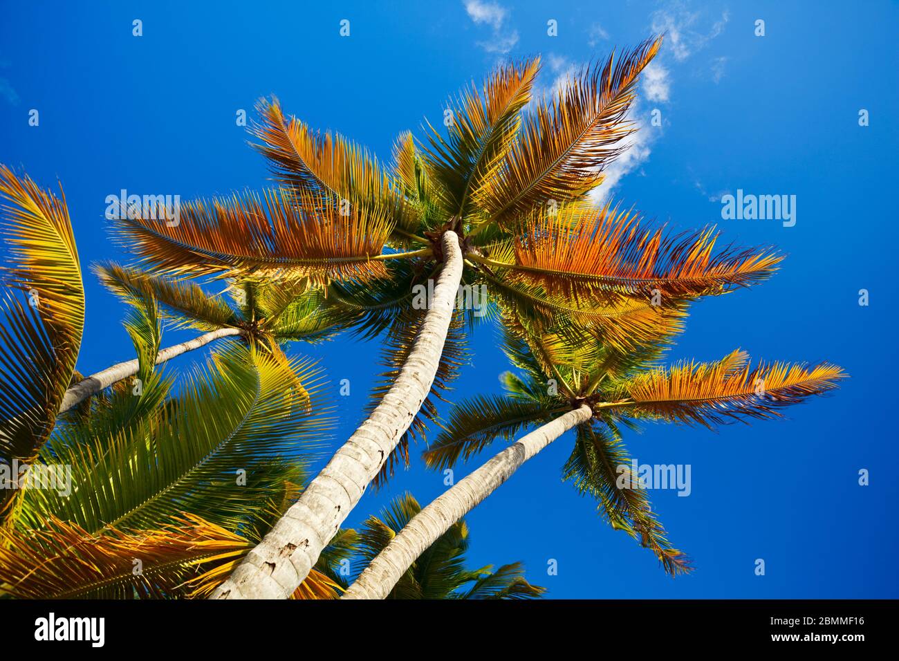 Magnifiques palmiers à noix de coco de dessous avec effet polarisant fort. Banque D'Images