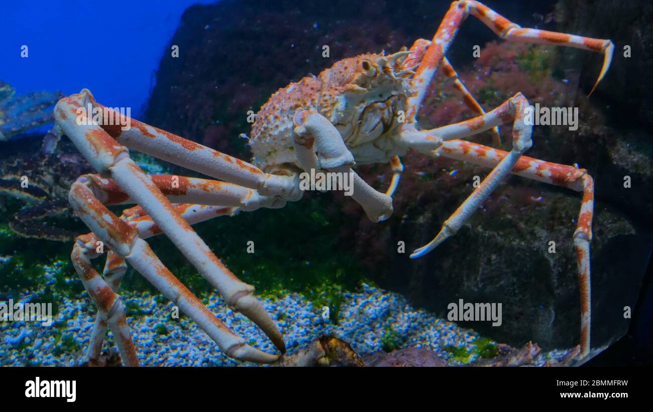 Crabe araignée japonaise géant dans l'aquarium. Macrocheira kaempferi Banque D'Images