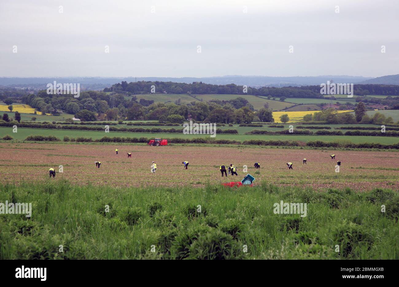 Ouvriers agricoles cueillant des asperges près de Stourbridge, West midlands, Angleterre, Royaume-Uni. Banque D'Images