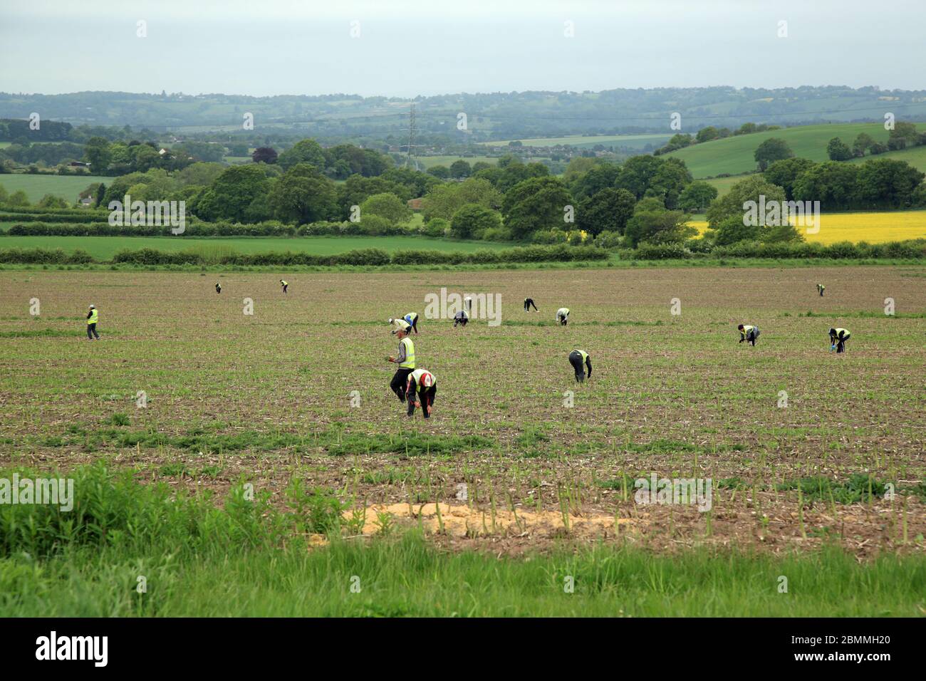 Ouvriers agricoles cueillant des asperges près de Stourbridge, West midlands, Angleterre, Royaume-Uni. Banque D'Images