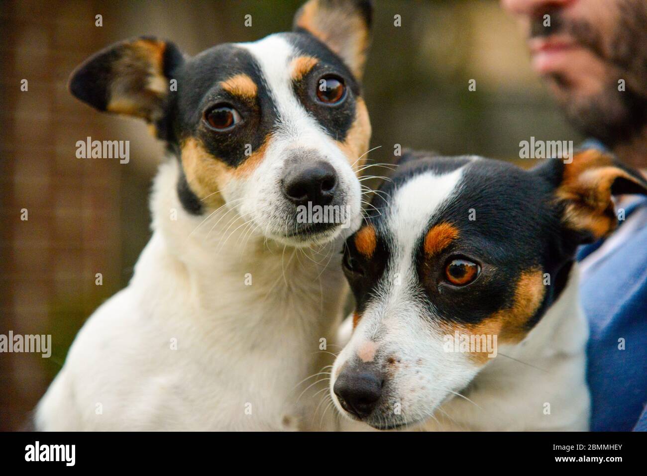 Deux Chiens Jack Russel Noir Et Blanc Mignon En Cours D Nourrissant Photo Stock Alamy Deux Chiens Jack Russel Noir Et Blanc Mignon En Cours D Nourrissant Photo Stock Alamy