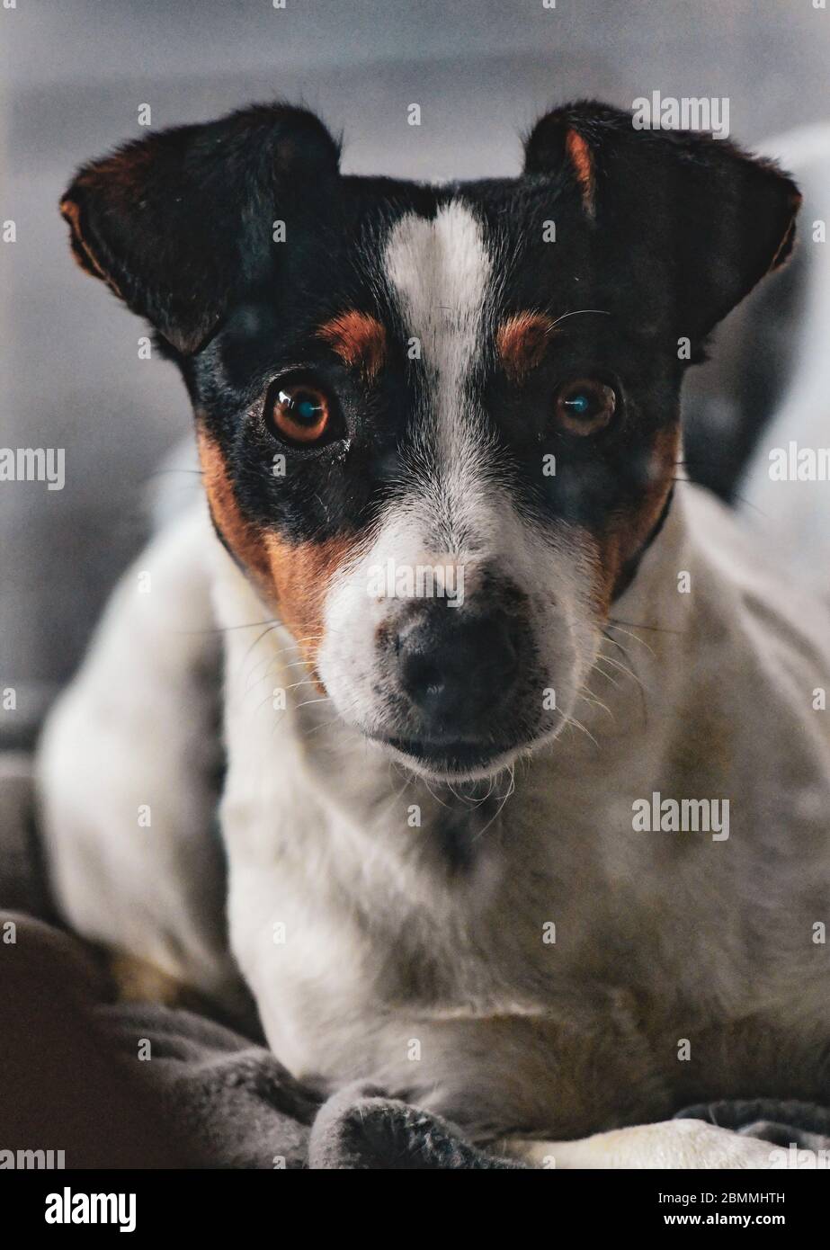Jack Russel chien noir et blanc mignon sur couverture Photo Stock - Alamy