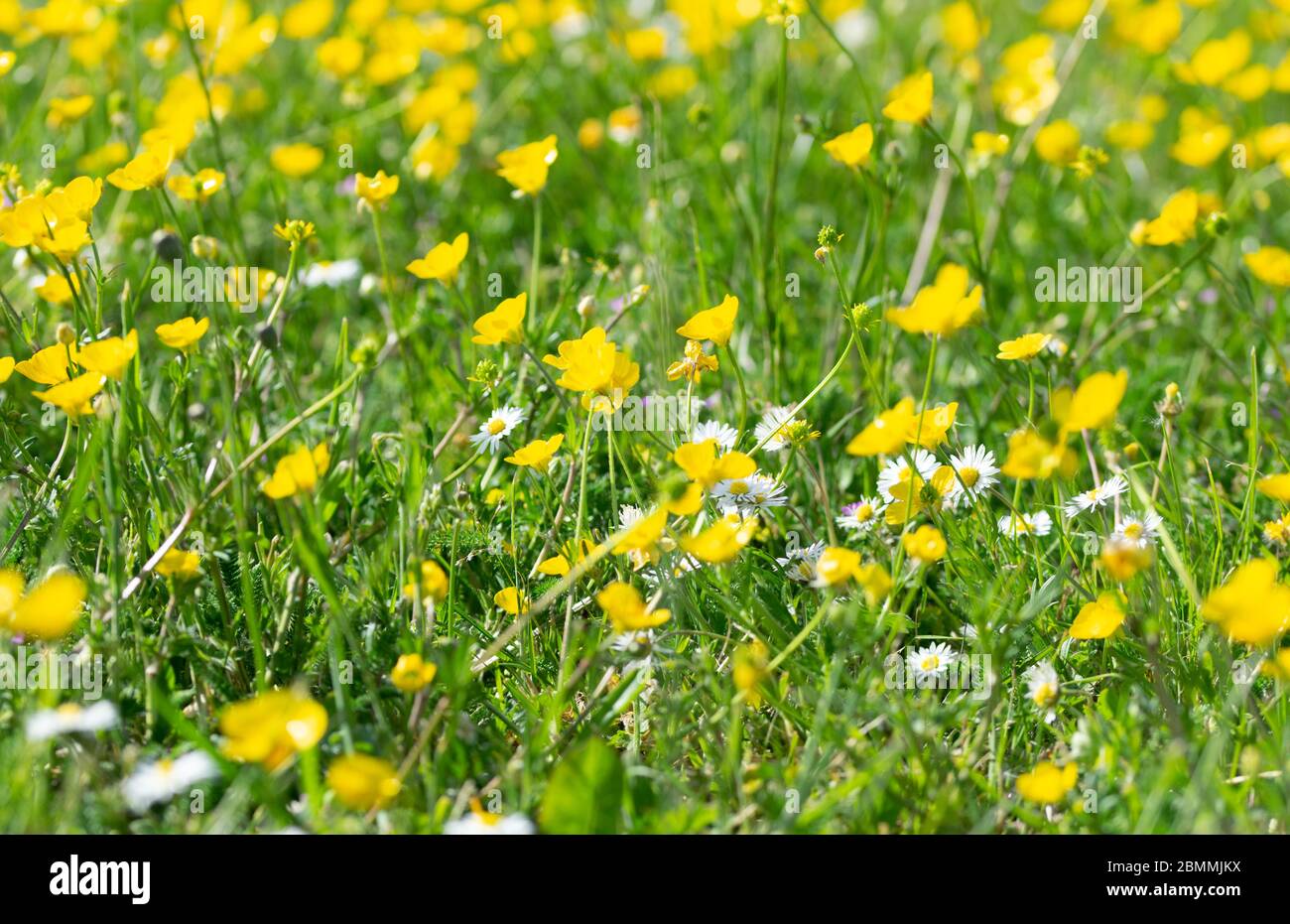 Jardin Banque D'Images