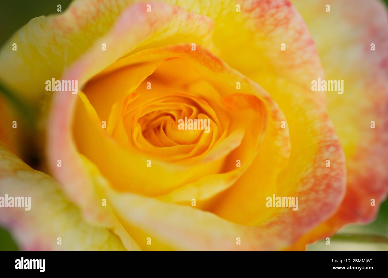 Rose Banque D'Images