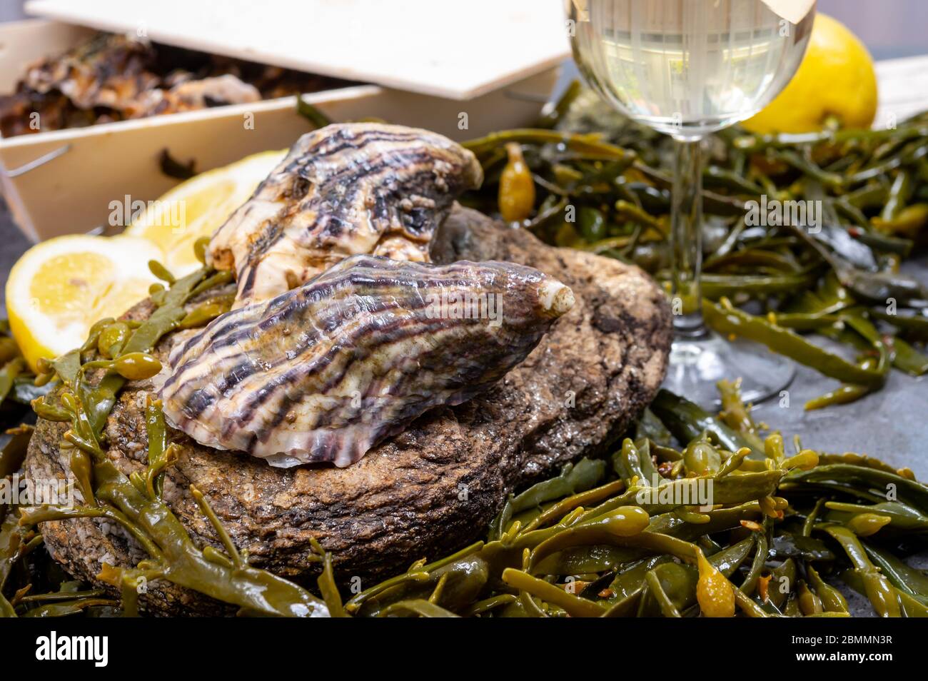 Huîtres fraîches du pacifique ou du japon mollusques sur pierre avec fond d'algues de varech gros plan Banque D'Images