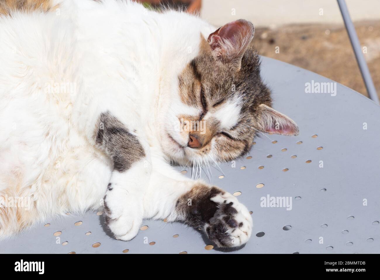 Chat tigré couché sur une table dans un jardin Banque D'Images